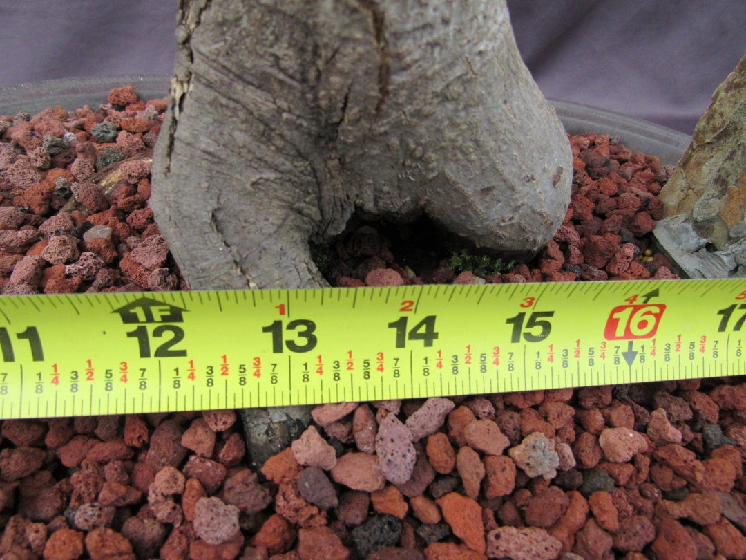 74 Year Old Shishigashira Japanese Maple Specimen Bonsai Tree Width