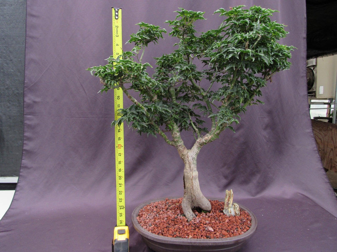 74 Year Old Shishigashira Japanese Maple Specimen Bonsai Tree Height