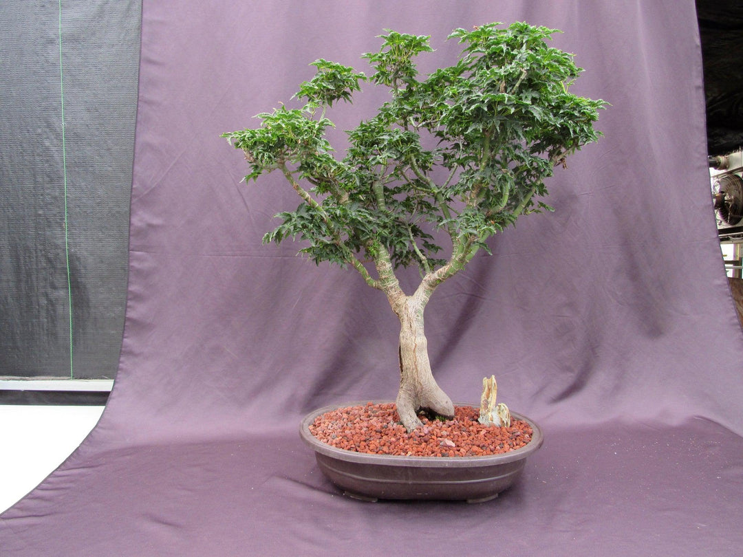 74 Year Old Shishigashira Japanese Maple Specimen Bonsai Tree Profile