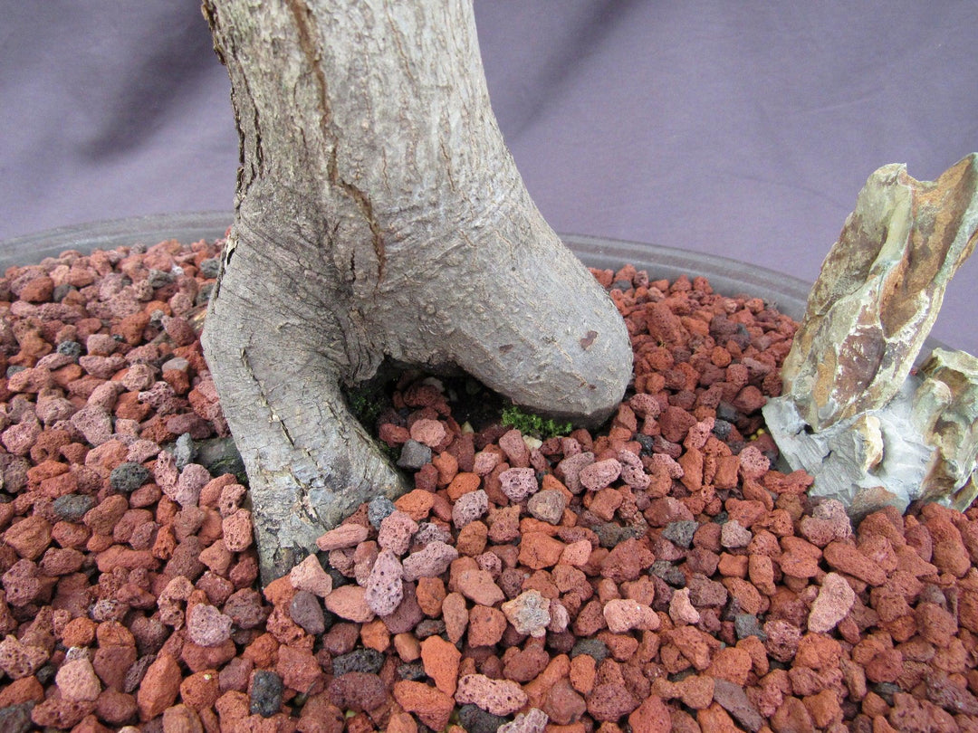 74 Year Old Shishigashira Japanese Maple Specimen Bonsai Tree Roots