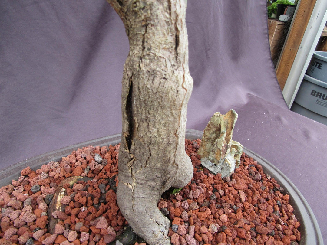 74 Year Old Shishigashira Japanese Maple Specimen Bonsai Tree Back Trunk