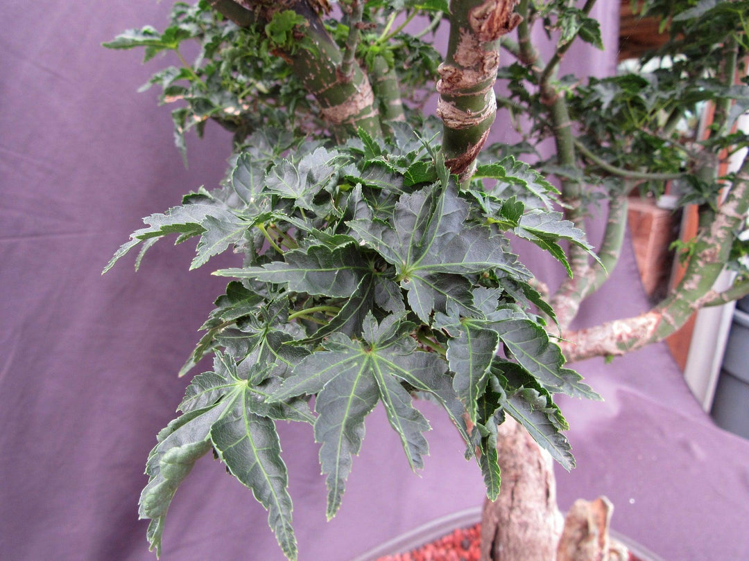 74 Year Old Shishigashira Japanese Maple Specimen Bonsai Tree Foliage