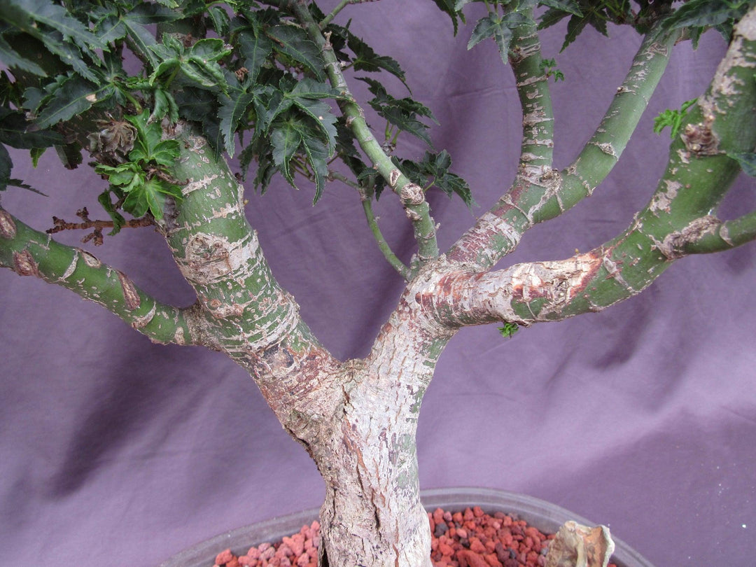 74 Year Old Shishigashira Japanese Maple Specimen Bonsai Tree Branches