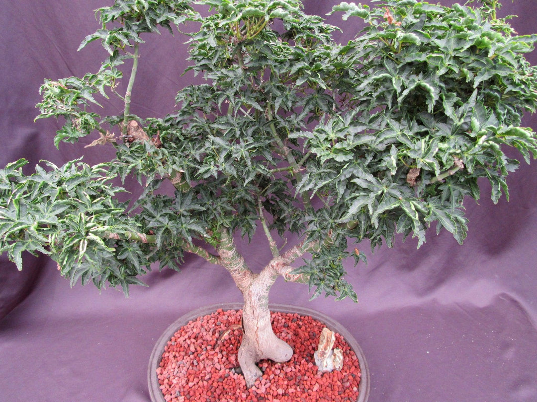 74 Year Old Shishigashira Japanese Maple Specimen Bonsai Tree Canopy