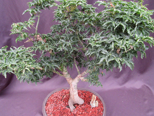 74 Year Old Shishigashira Japanese Maple Specimen Bonsai Tree
