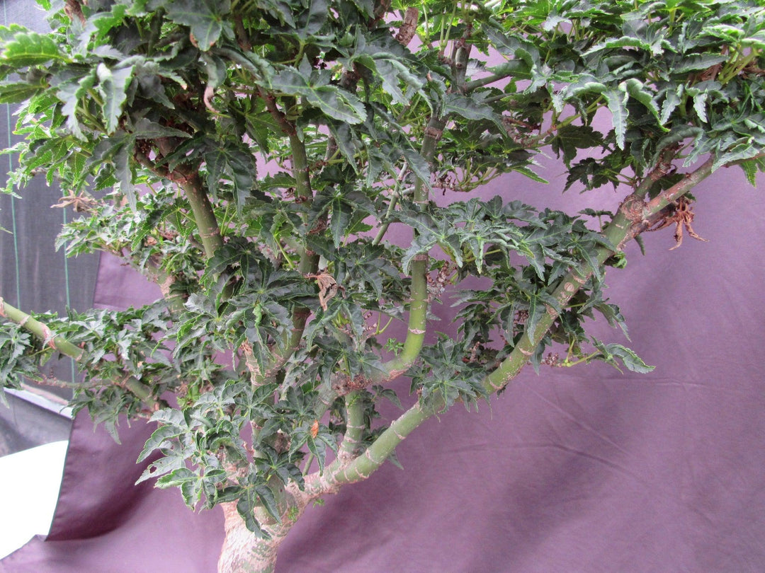 74 Year Old Shishigashira Japanese Maple Specimen Bonsai Tree Side Branches