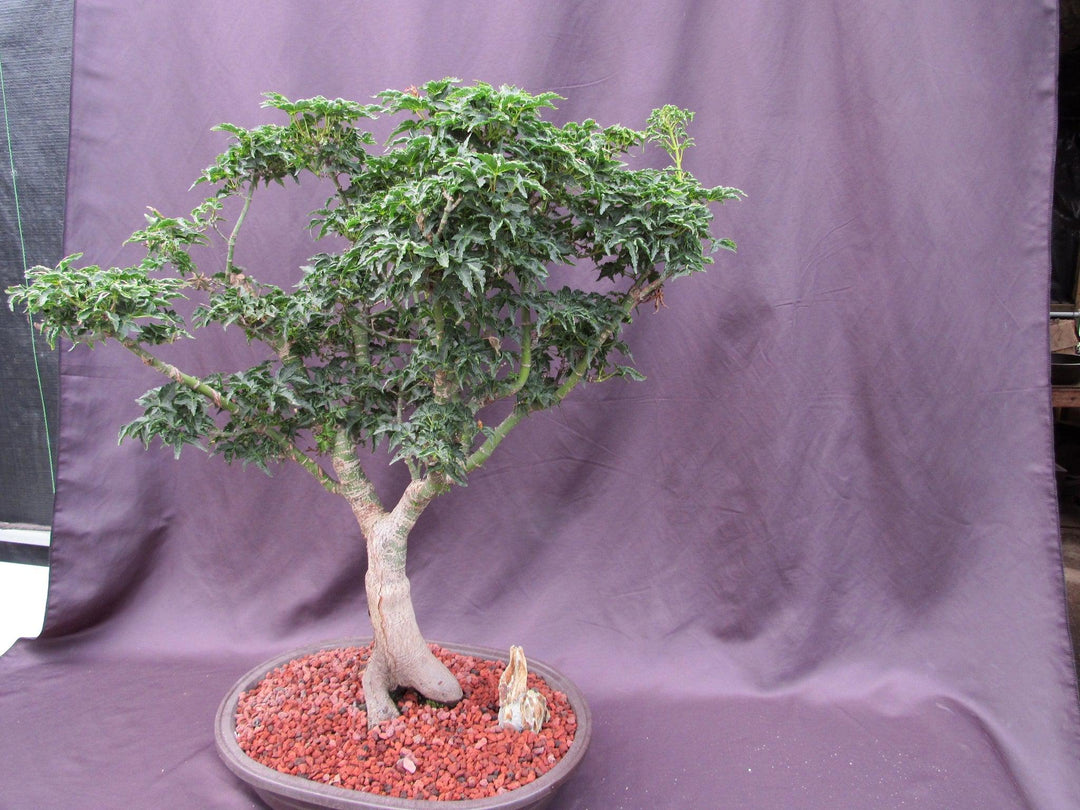 74 Year Old Shishigashira Japanese Maple Specimen Bonsai Tree Side