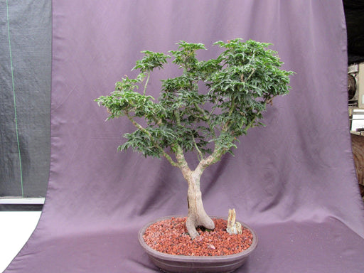 74 Year Old Shishigashira Japanese Maple Specimen Bonsai Tree