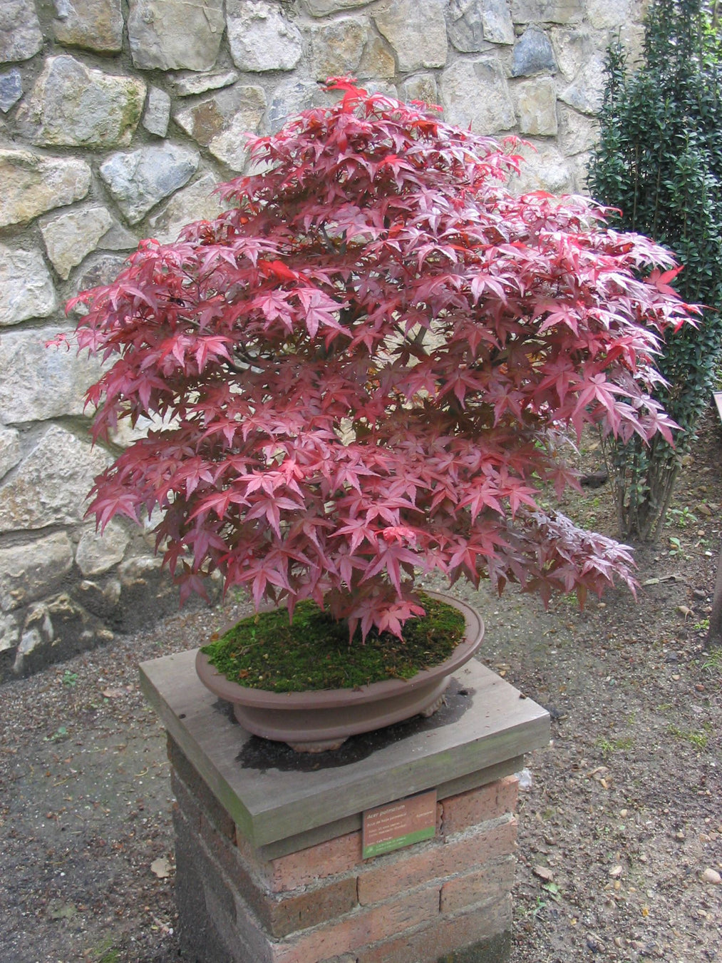 Japanese Maple Bonsai Trees