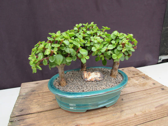 jai bonsai tree Baby Jade Bonsai 3 Tree Forest