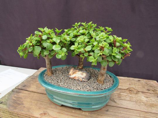 artificial jade bonsai tree Baby Jade Bonsai 3 Tree Forest