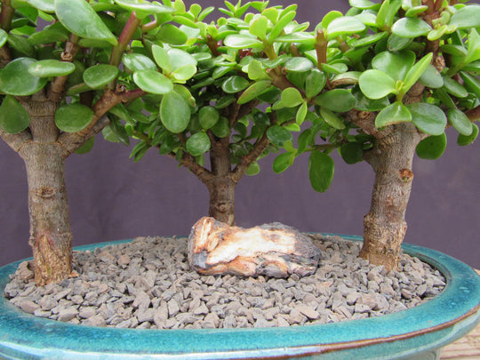 planta jade bonsai Baby Jade Bonsai 3 Tree Forest