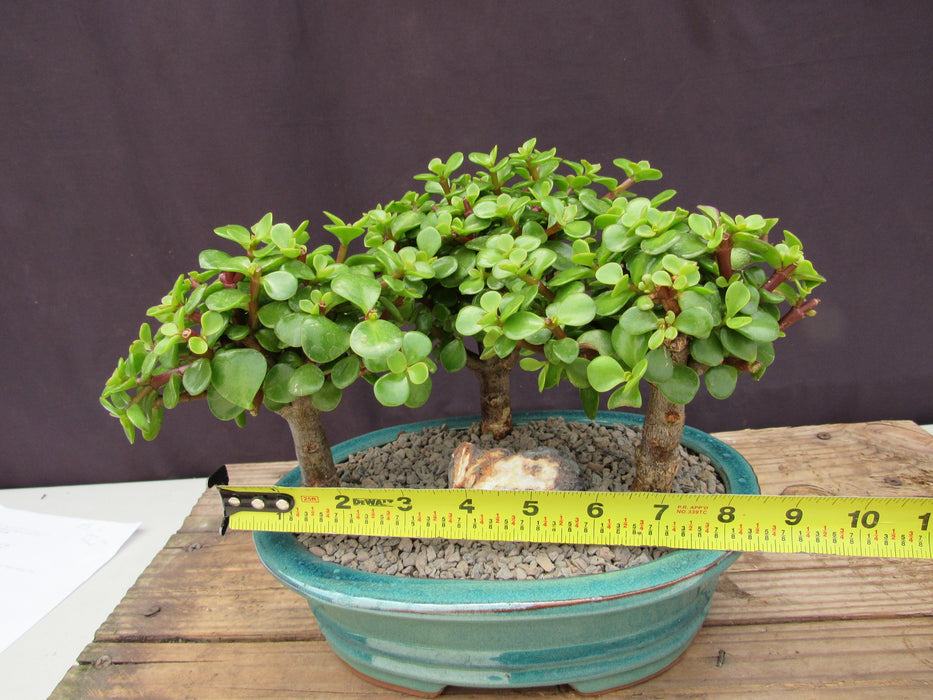 Baby Jade Bonsai 3 Tree Forest Size