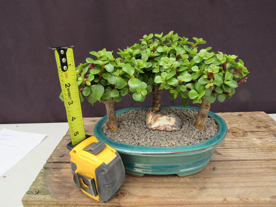 Baby Jade Bonsai 3 Tree Forest