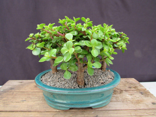 Baby Jade Bonsai 3 Tree Forest