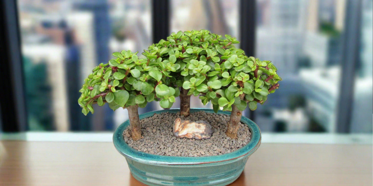 Baby Jade Bonsai 3 Tree Forest