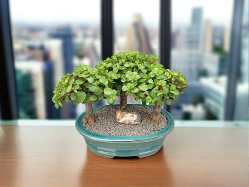 Baby Jade Bonsai 3 Tree Forest