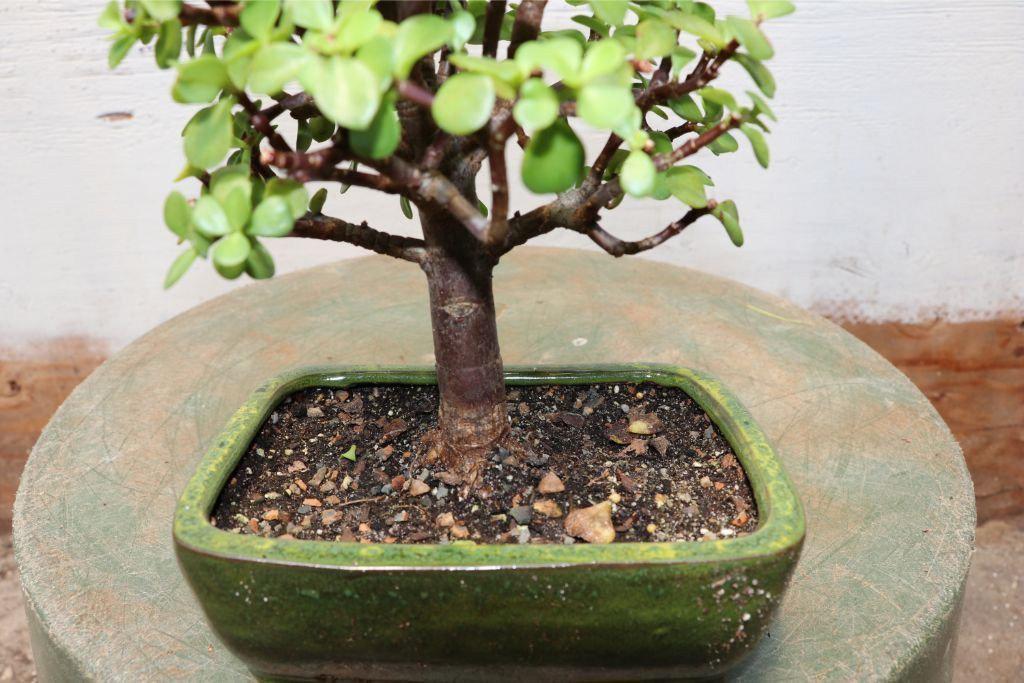Baby Jade Bonsai Tree Alt 1