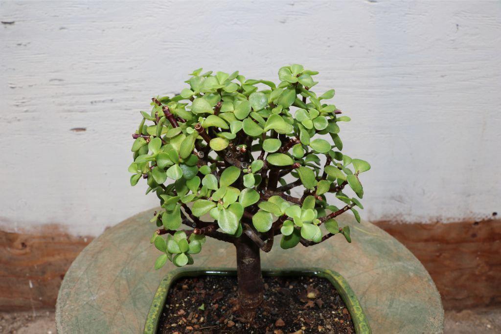 Baby Jade Bonsai Tree Alt 2