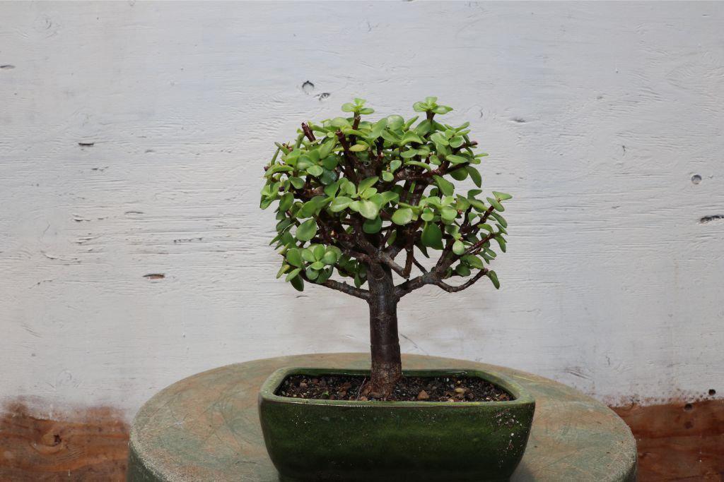 Baby Jade Bonsai Tree Alt 3