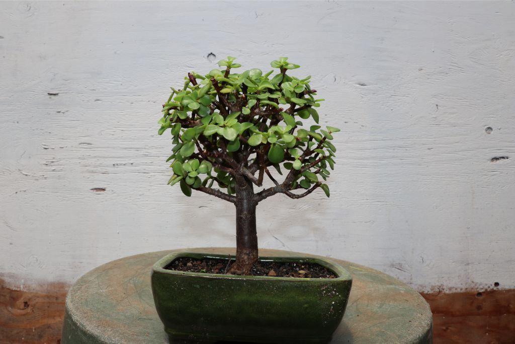 Baby Jade Bonsai Tree Alt 4