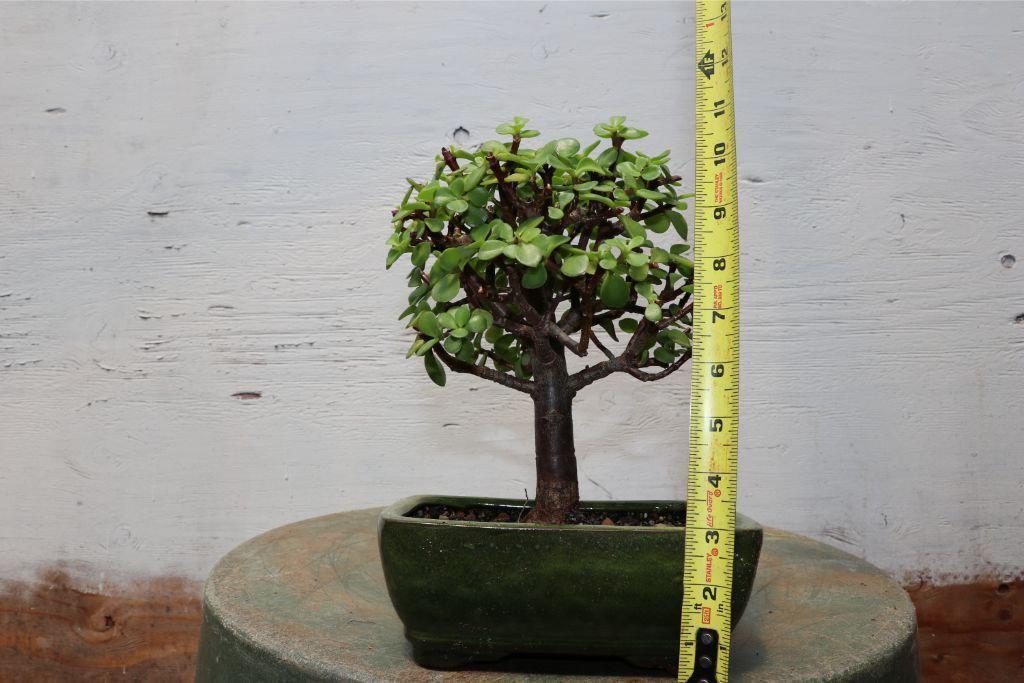 Baby Jade Bonsai Tree Height