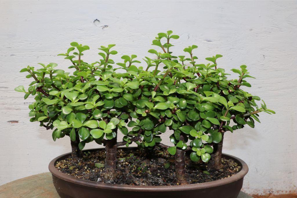 Baby Jade Bonsai Tree Forest Alt 1