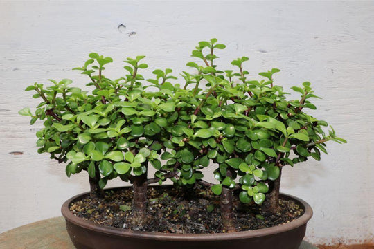 buy a jade plant Baby Jade Bonsai Tree Forest