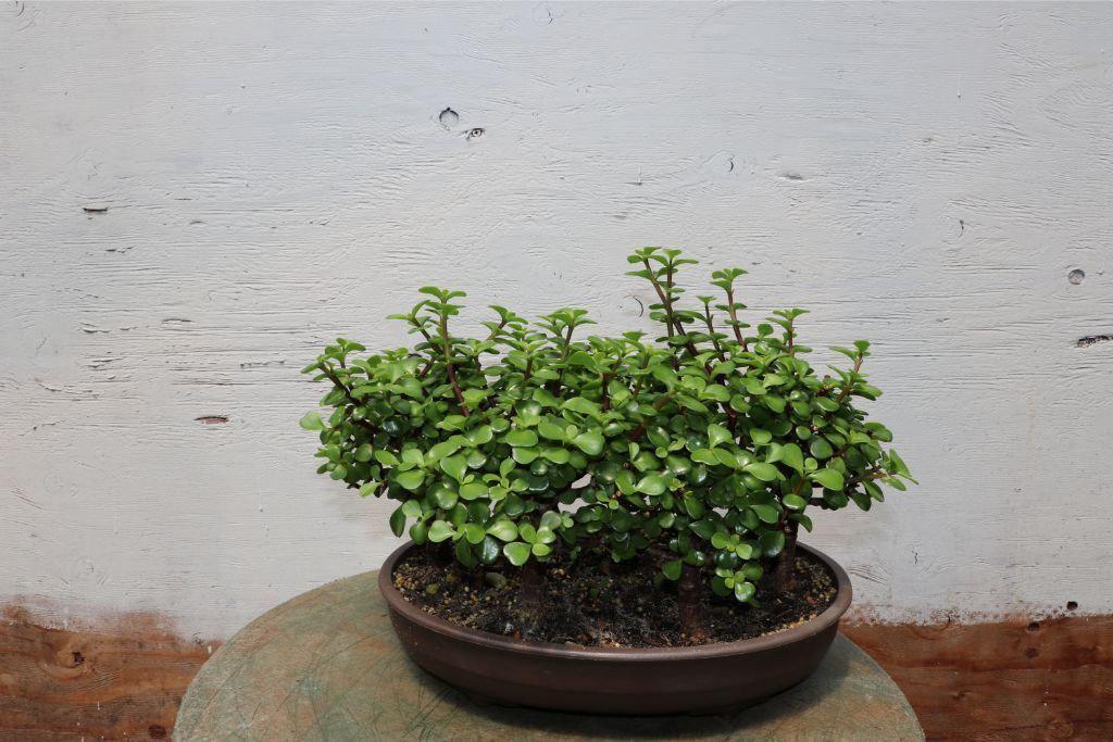 Baby Jade Bonsai Tree Forest Alt 2