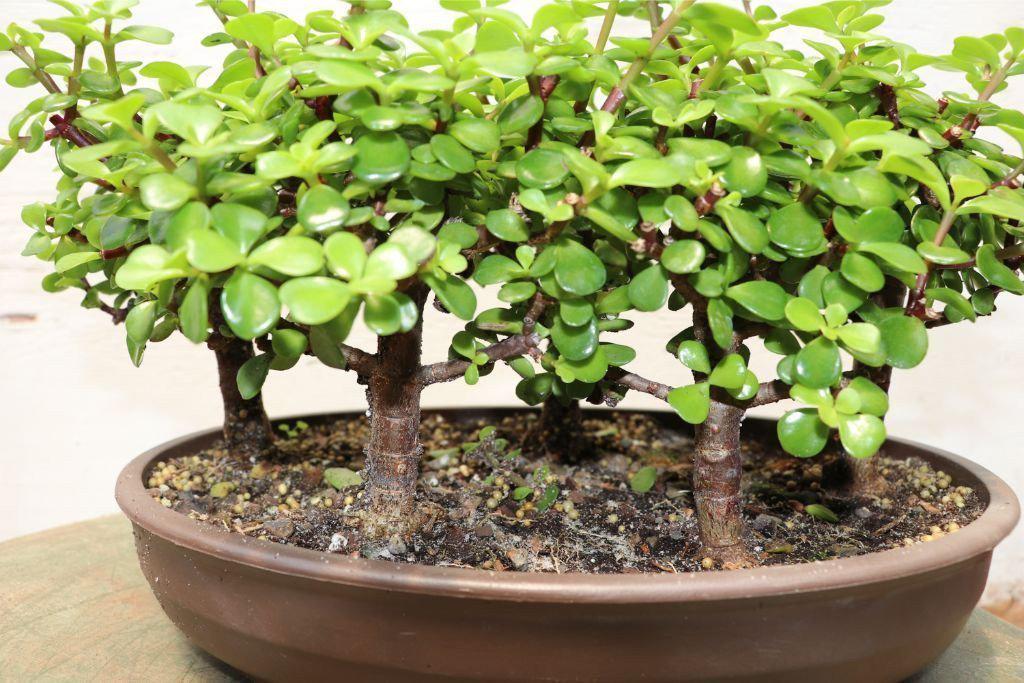 Baby Jade Bonsai Tree Forest Alt 3
