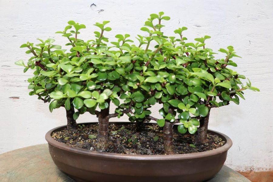 jade plant bonsai styles Baby Jade Bonsai Tree Forest