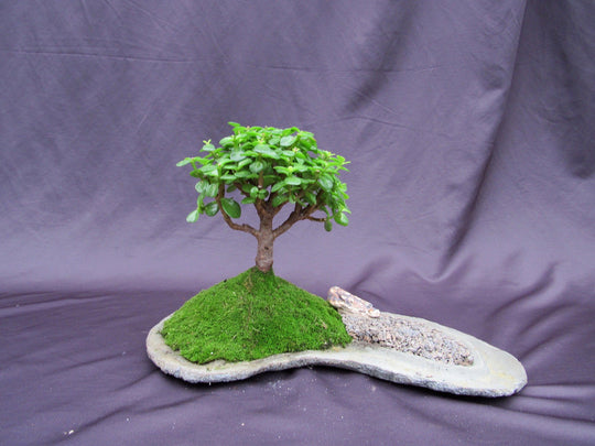 pink jade bonsai tree Baby Jade Bonsai Tree Planted On A Rock Slab
