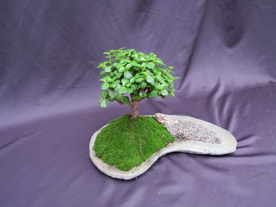 Baby Jade Bonsai Tree Planted On A Rock Slab Side