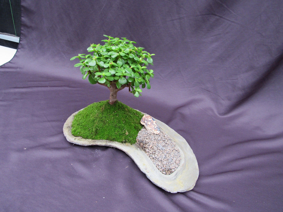 Baby Jade Bonsai Tree Planted On A Rock Slab Canopy