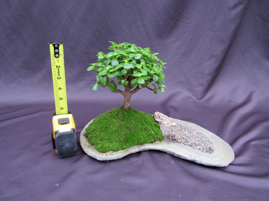 Baby Jade Bonsai Tree Planted On A Rock Slab Height