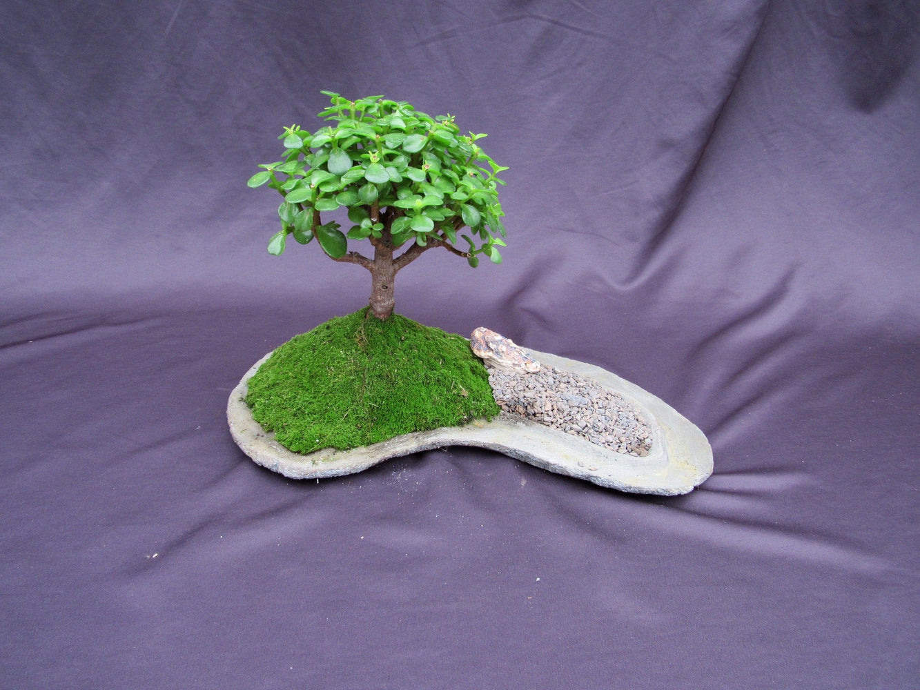 Baby Jade Bonsai Tree Planted On A Rock Slab