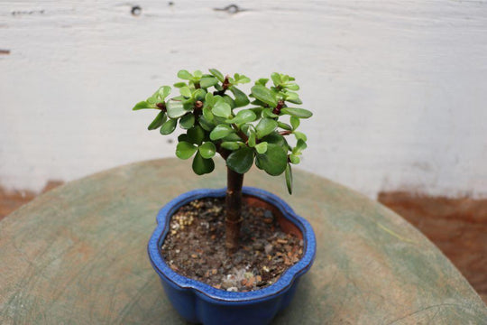 small jade plant Baby Jade Bonsai Tree (Small)