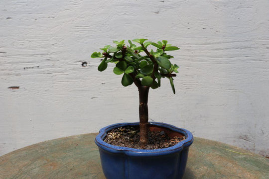 jai bonsai tree Baby Jade Bonsai Tree (Small)