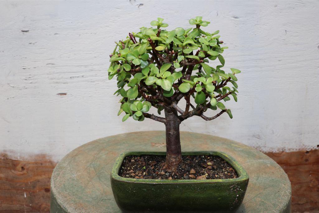 jade plant bonsai price Baby Jade Bonsai Tree
