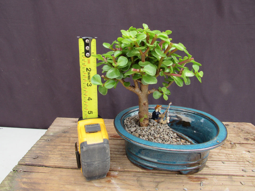 Baby Jade Land & Water Bonsai Tree Height