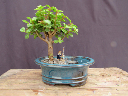 Baby Jade Land & Water Bonsai Tree