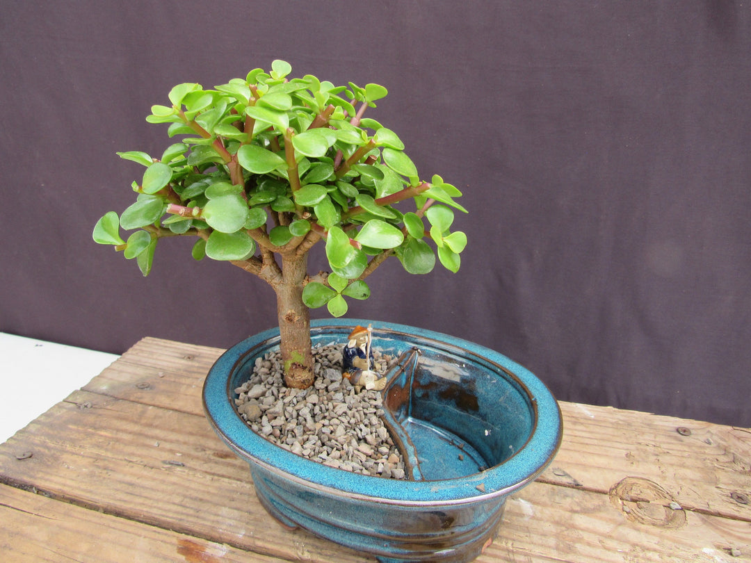 Baby Jade Land & Water Bonsai Tree Side