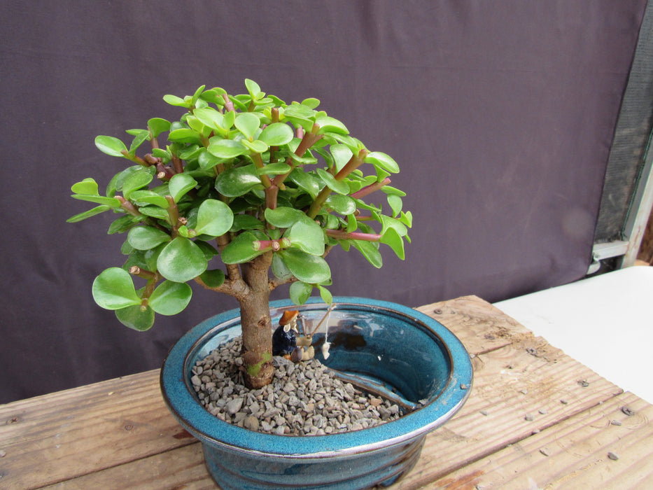 Baby Jade Land & Water Bonsai Tree Land Side