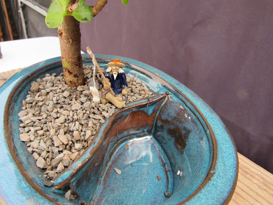bonsai tree in water Baby Jade Land & Water Bonsai Tree