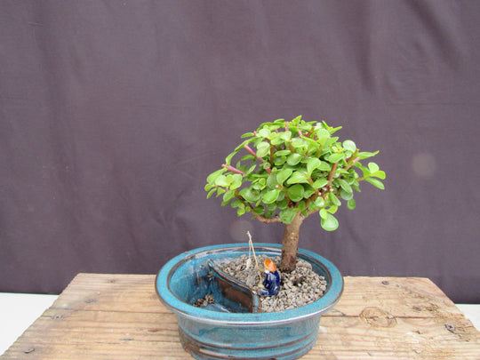Baby Jade Land & Water Bonsai Tree