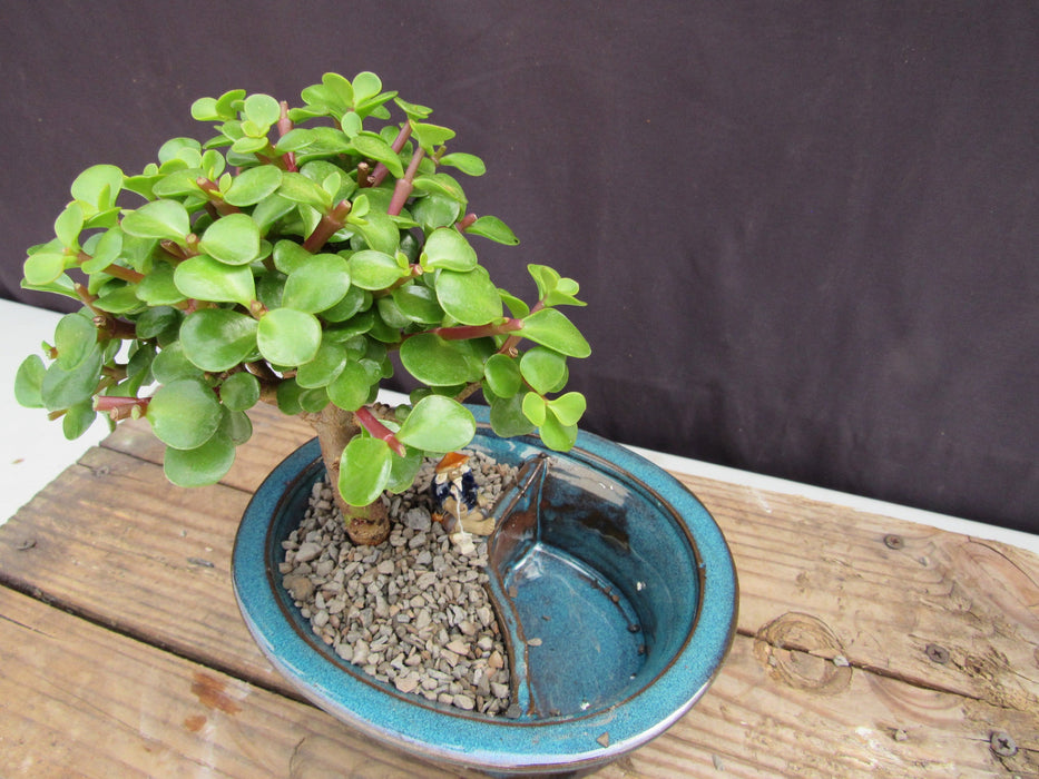 Baby Jade Land & Water Bonsai Tree Topside
