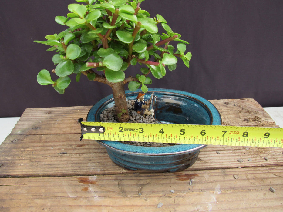 Baby Jade Land & Water Bonsai Tree Size