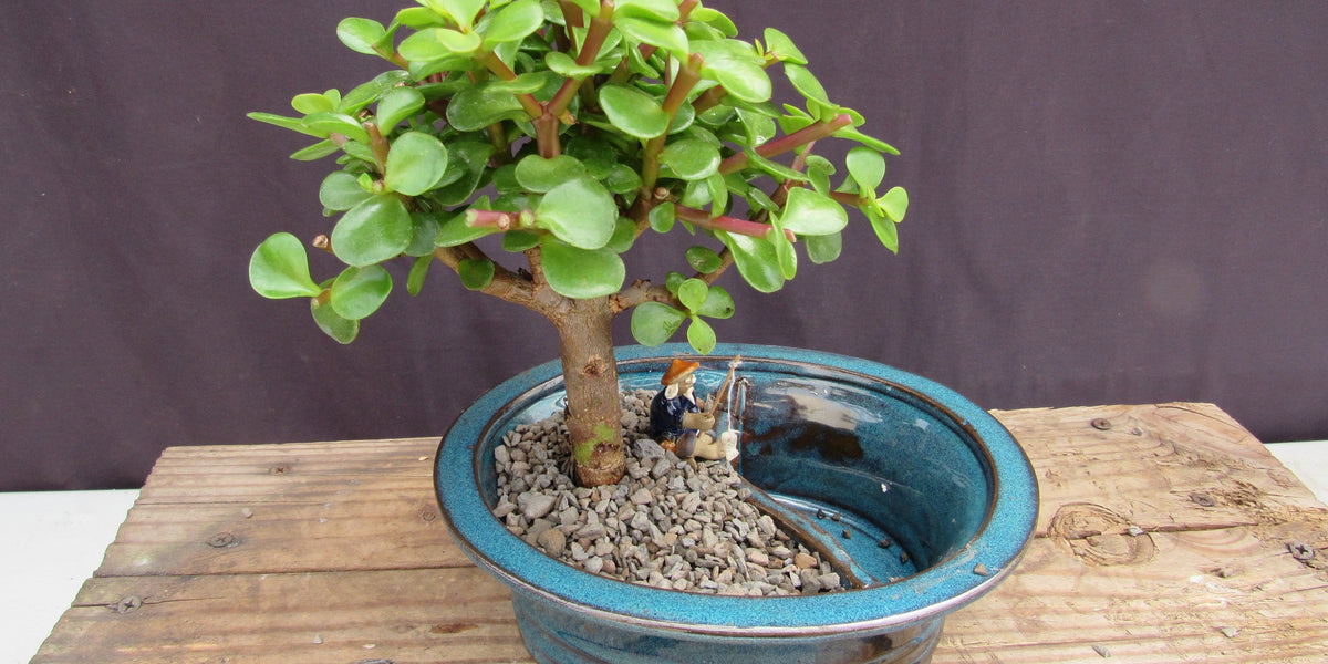 Baby Jade Land & Water Bonsai Tree