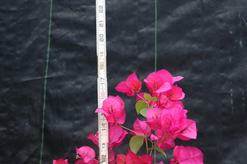 Bougainvillea Bonsai Tree Size