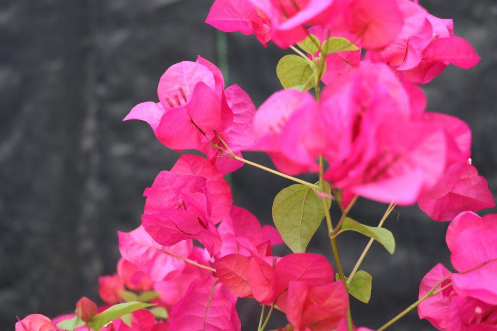 Bougainvillea Bonsai Tree Canopy